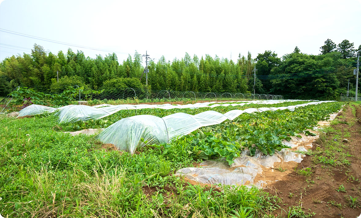 千葉市若葉区　片山農園